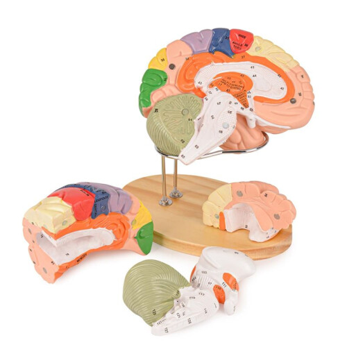 Human Brain Model for Neuroscience, Brain Anatomy Model, Brain Model with Study Guide, Brain Functional Partitioning 1