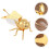 Bee Shape Glass Bottle, High-End Kitchen Seasoning Jar, Bee Sugar Cup (Gold) 8