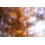(82 mm) HOYA Creative Fog No 1 Effect Camera Lens Filter 6