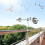 Bird Reflective for  Deterrent Devices for Outside Keep Birds Away for  for  Deterrent 3