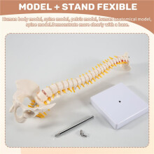 45 CM Menselijke Wervelkolom met Bekken Model Menselijk Anatomisch Anatomie Wervelkolom Model Wervelkolom Model + Stand Flexibel