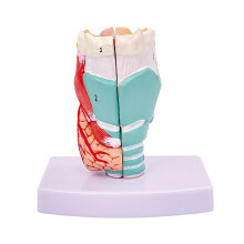 Human Throat Model, Anatomically Accurate Throat Model, Anatomy Classroom Learning Display Teaching Medical-Model