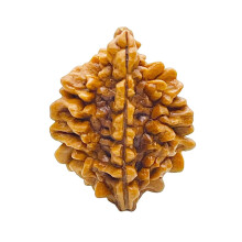 Mukhi Rudraksha Lab Original Pure Siddha in Handmade Quecksilber, Indische Perlen