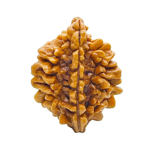 Mukhi Rudraksha Lab Αυθεντικό καθαρό Siddha σε χειροποίητη φούντα, ινδικές χάντρες