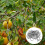 Fruit Tree Branch Puller Tying Machine Farm Tools New Plum Tree Open Angle Pull Branch Bending Tool Fruit Branch 50PCS 5
