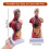 11 Inch Human Torso Body Model Anatomy Anatomical Internal Organs for Student Teaching Study Assembling Model 9