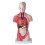 11 Inch Human Torso Body Model Anatomy Anatomical Internal Organs for Student Teaching Study Assembling Model 2