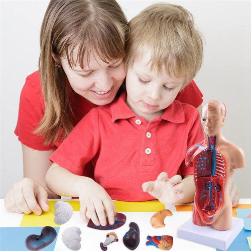 11 Inch Human Torso Body Model Anatomy Anatomical Internal Organs for Student Teaching Study Assembling Model 2
