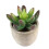 5 piante grasse artificiali decorative con vasi 5