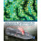 Biological Approaches to Controlling Pollutants Paperback Book 1