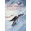 Conservation of Exploited Species Hardcover Book 1