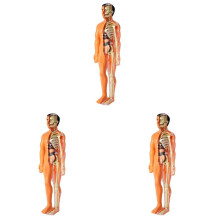 3X Modèle D'Anatomie Du Corps Humain 3D Enfants en Plastique Bricolage Squelette Jouet Science Aide à L'Apprentissage Précoce Jouets éducatifs