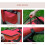 Foldable Pet Carrier for Small Dogs & Cats - Red 8