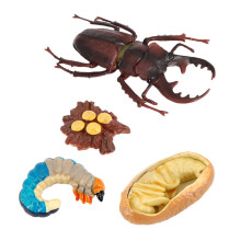 Stag Beetle Djurens Livscykel, Djurens TillväXtcykel Livscykelmodell, Insekts TillväXtcykelmodell Pedagogiska Barnleksaker G