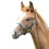 (Yearling, Black) Blenheim Leather Adjustable Horse Headcollar 1