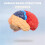 Cerebral Anatomical Model Anatomy 1:1 Half Brain Brainstem Teaching Lab Supplies 4