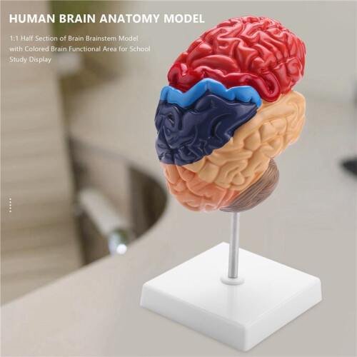 Cerebral Anatomical Model Anatomy 1:1 Half Brain Brainstem Teaching Lab Supplies 1