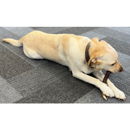 Classic Dog Chew Deer Antler - Medium (50-100g, 10cm) 1