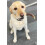 Classic Dog Chew Deer Antler - Medium (50-100g, 10cm) 3