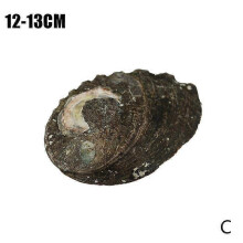 (12-13cm, Black-brown) Natural Abalone Conch Shells Primary Color Shell Aquarium --us S7C1 J0B3U K1