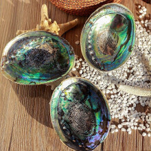 (9-10cm, Black-brown) Natural Abalone Conch Shells Primary Color Shell Aquarium --us S7C1 J0B3U K1