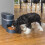 PetSafe PetSafe Smart Feed Automatic Pet Feeder 4