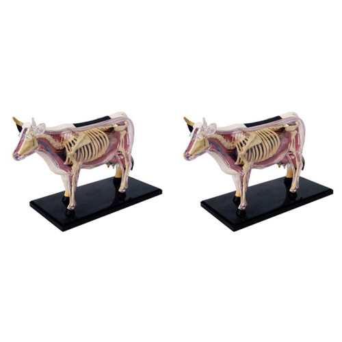 2X Modèle D'Anatomie D'Organe Animal 4D Vache Intelligence Assemblage Jouet Enseignement Modèle D'Anatomie Vache Assemblé Modèle Animal