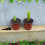 100 Pack 10cm Plastic Plant Pots, Reusable Seed Seedling Pots Plants 2