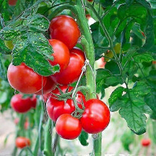 Tomatenstützclips, 100 Stück, zur Stützung verschiedener Pflanzenarten und Verhinderung von Stängelbruch
