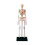 Human Skeleton Model Detachable 8.8x6.2x19cm Teaching Anatomy Model Compatible with Mini 1