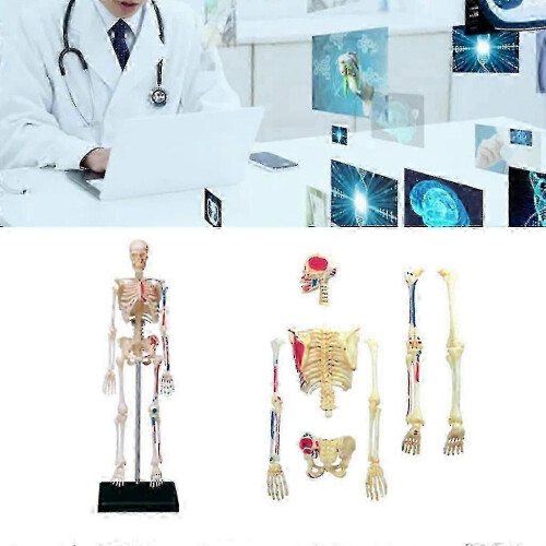 Human Skeleton Model Detachable 8.8x6.2x19cm Teaching Anatomy Model Compatible with Mini 1