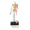 Human Skeleton Model Detachable 8.8x6.2x19cm Teaching Anatomy Model Compatible with Mini 3