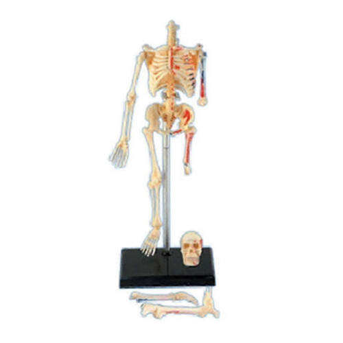 Human Skeleton Model Detachable 8.8x6.2x19cm Teaching Anatomy Model Compatible with Mini 2