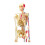 Human Skeleton Model Detachable 8.8x6.2x19cm Teaching Anatomy Model Compatible with Mini 4