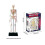 Human Skeleton Model Detachable 8.8x6.2x19cm Teaching Anatomy Model Compatible with Mini 5