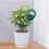 Bloembodemvochtigheidsmeter, compact ontwerp, vermindert het risico op overbewatering. 5