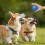 Bola eletrônica eficiente para cães, compatível com bola inteligente que se move automaticamente, bola rolante para cães e filhotes. 5