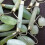 Roller Jade Massage Facial Massage Jade Push για άνδρες και γυναίκες, καθημερινή περιποίηση δέρματος 2