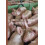Literature and Meat Since 1900 Paperback Book 1