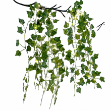 LED Fairy Lights with Green Artificial Ivy, USB Powered with Remote Control, 100 LEDs for Garden Décor