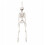 Samuel Alexander 3ft (90cm) Posable Full Body Halloween Skeleton Decoration with Movable Joints 8