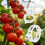 300 Pack Thickened Tomato Clips, Plant Support Plastic Trellis for Grape Vine, 1