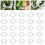 Plant Support Clips, Reusable for Securing Plants (50, Green) Plastic Garden 2