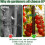 300 Pack Thickened Tomato Clips, Plant Support Plastic Trellis for Grape Vine, 3