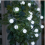 Frosted Globe LED String Lights, Cool White, 80 Waterproof LEDs, Battery Powered, Remote Control, 8 Modes 4