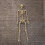 Samuel Alexander 5ft (1.52m) Posable Full Body Halloween Skeleton Decoration with Movable Joints 2