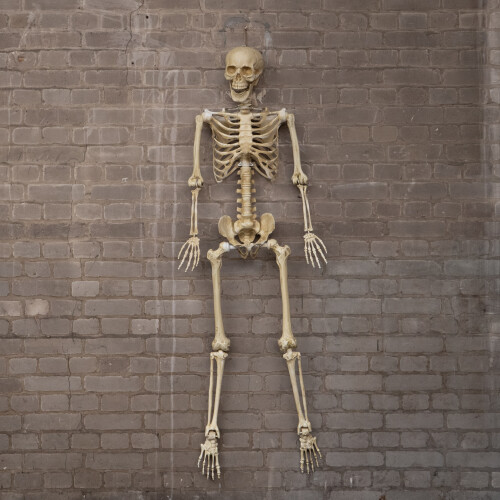 Samuel Alexander 5ft (1.52m) Posable Full Body Halloween Skeleton Decoration with Movable Joints 1