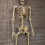 Samuel Alexander 5ft (1.52m) Posable Full Body Halloween Skeleton Decoration with Movable Joints 7