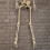 Samuel Alexander 5ft (1.52m) Posable Full Body Halloween Skeleton Decoration with Movable Joints 8