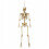 Samuel Alexander 5ft (1.52m) Posable Full Body Halloween Skeleton Decoration with Movable Joints 9